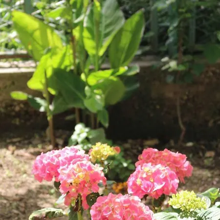 Guest house Marana